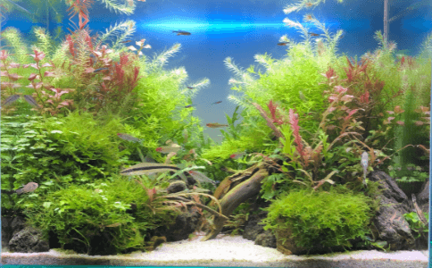 nature aquarium