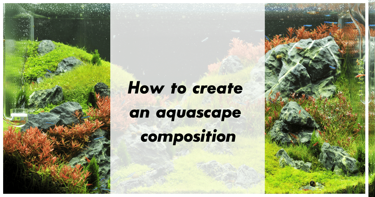 How to create an aquascape composition