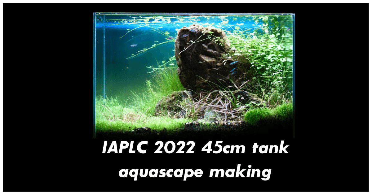 IAPLC 2022 45cm aquarium aquascape making