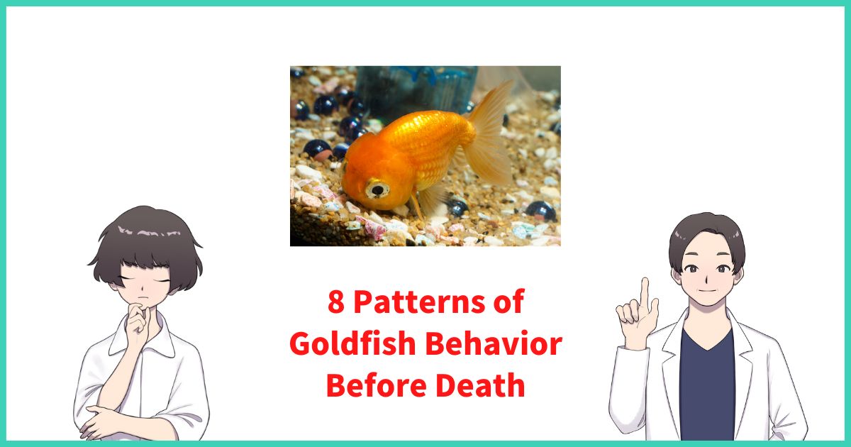 8 Patterns of Goldfish Behavior Before Death (Thrashing, Not Moving)