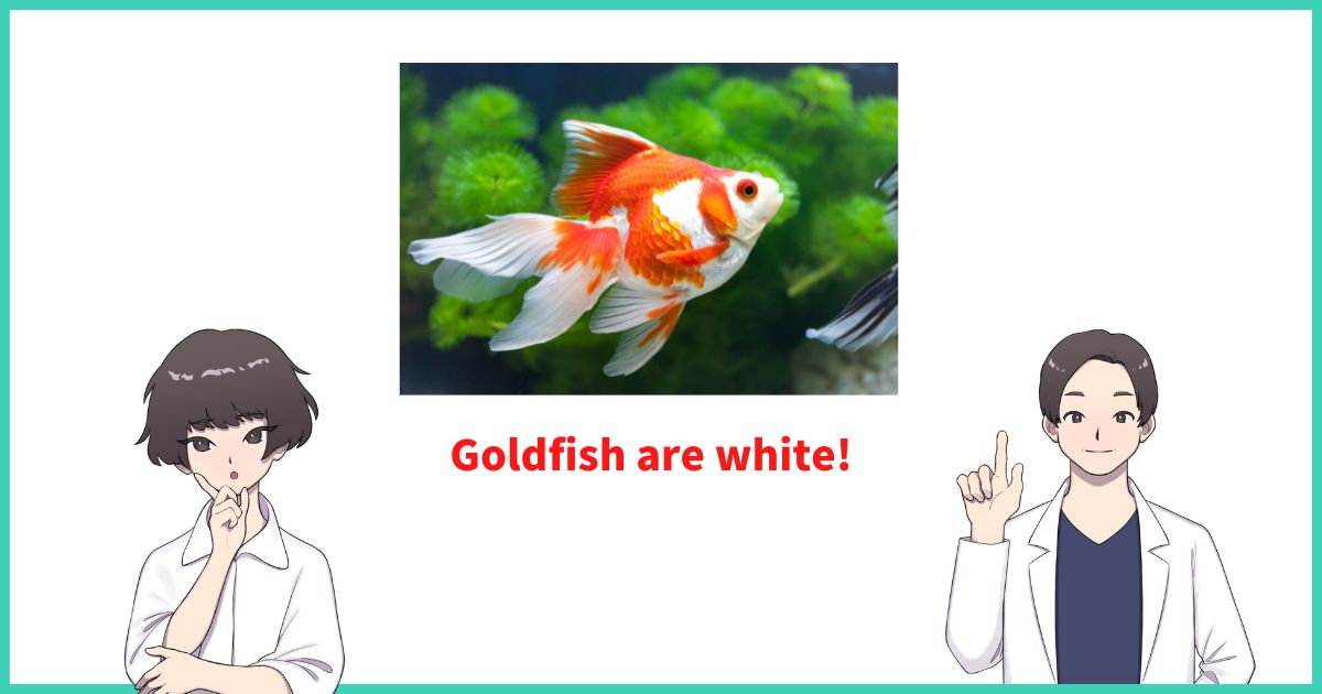 Goldfish are white! Summary of two possible diseases, symptoms and treatments.