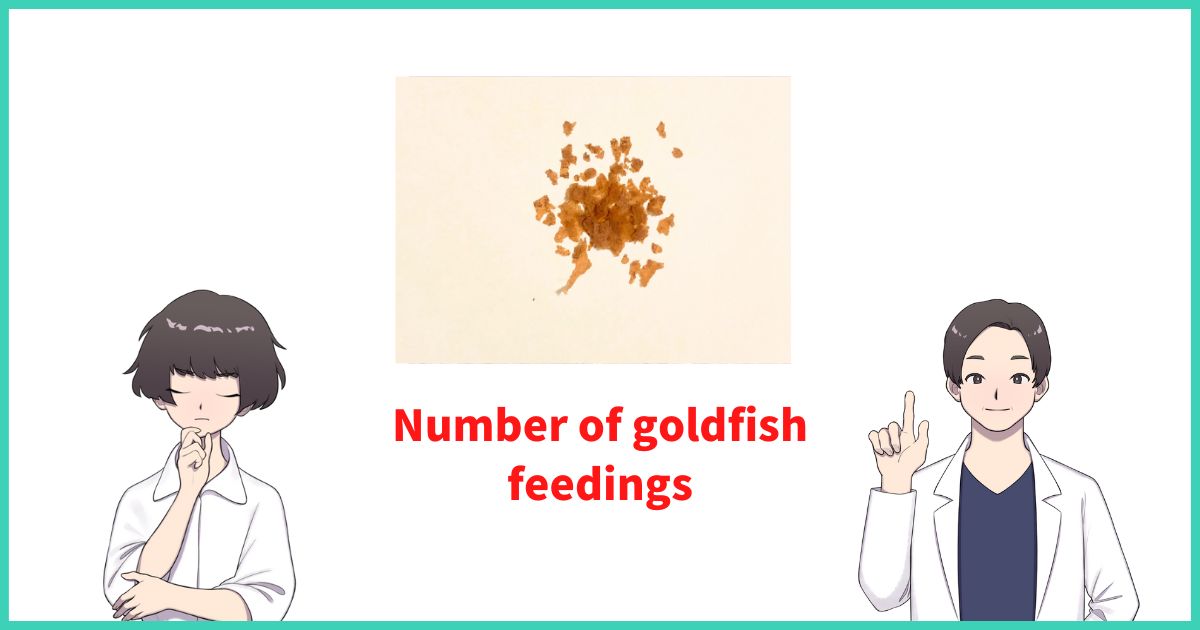 Number of goldfish feedings