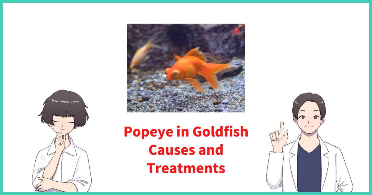Popeye in Goldfish Causes and Treatments