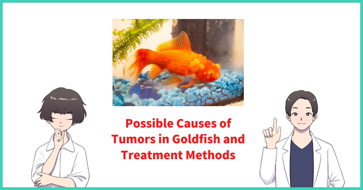Possible Causes of Tumors in Goldfish and Treatment Methods