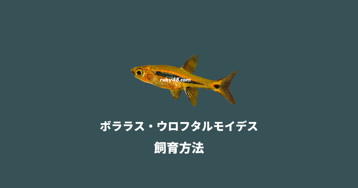 混泳が難しいボララス・ウロフタルモイデスの飼育や繁殖・水温 | アクアリウムを楽しもう「熱帯魚図鑑」