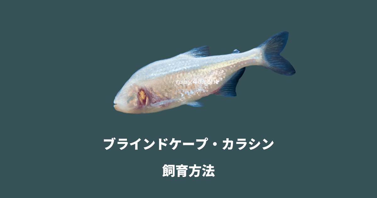 長寿で盲目な魚ブラインドケーブ・カラシンの飼育と混泳について