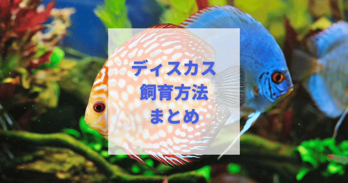 難しいディスカス飼育を解決！水槽の選び方や混泳相性を解説 