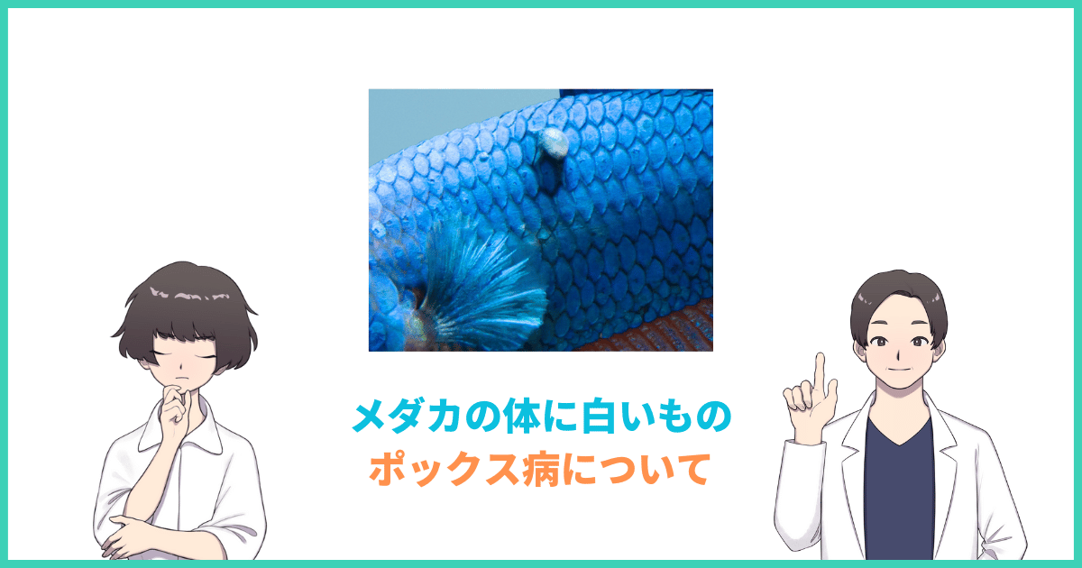 メダカの体に白いできもの(イボ)ができる「ポックス病」の治療 |アクアリウムTIPS「メダカの飼い方事典」