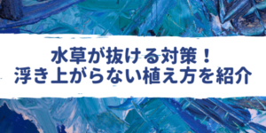 グロッソスティグマの植え方や育て方 トリミング 上に伸びる対策 アクアリウムを楽しもう