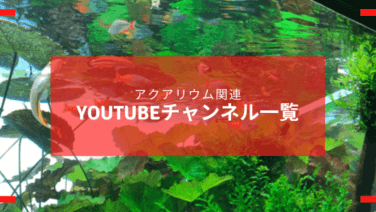 アクアリウムyoutuberをまとめてみた おすすめ動画や新着動画も随時発信 アクアリウムを楽しもう