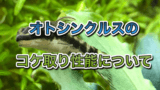 水槽に発生する白いフワフワの正体は 白カビ 水カビ対策方法と白カビを食べる生体 アクアリウムを楽しもう