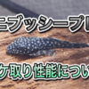 ミニブッシープレコの育て方