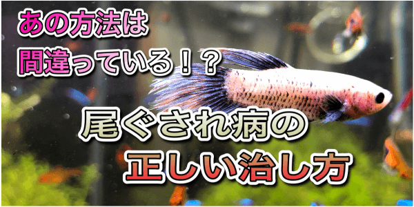 尾ぐされ病の治療法 塩浴したらダメな訳や原因と対策 アクアリウムを楽しもう