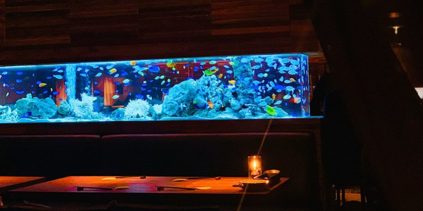 アクアリウムダイニング新宿ライムに行ってきた ドレスコードはある アクアリウムを楽しもう アクアリウムダイニング新宿ライムに行ってきた ドレスコードはある アクアリウムを楽しもう