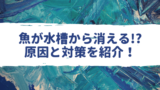 バジスバジスが餌を食べない時の対処法など飼育の基本まとめ スネール対策に困ったら必見 アクアリウムを楽しもう