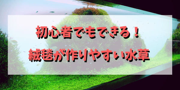 初心者でもできる 水草絨毯オススメ5選 アクアリウムを楽しもう