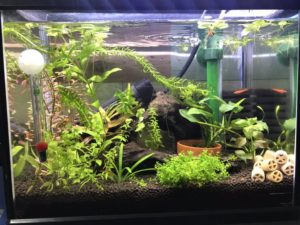チェリーシュリンプの繁殖ができる水槽30cmレイアウト おさかなの下僕 アクアリウムを楽しもう