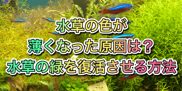 水草の色が薄くなった原因とは 水草の緑を濃く復活させる方法 アクアリウムを楽しもう