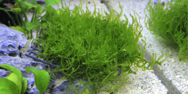 水草水槽初心者がセットで買うべき育てやすい水草6選 アクアリウムを楽しもう