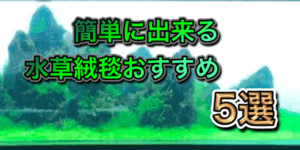 アクアリウムに初期費用や維持費は 水槽は少ない資金でも始められる アクアリウムを楽しもう