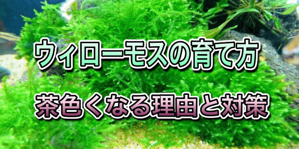 ウィローモスが茶色くなる原因は 枯らさない育て方やトリミングの仕方 アクアリウムを楽しもう