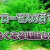 ウィローモス