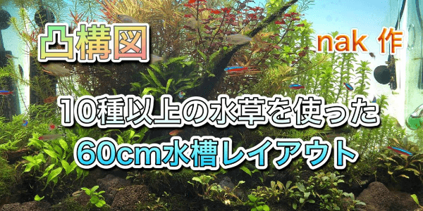 Nakさんの60cm水槽レイアウトを紹介 アクアリウムを楽しもう