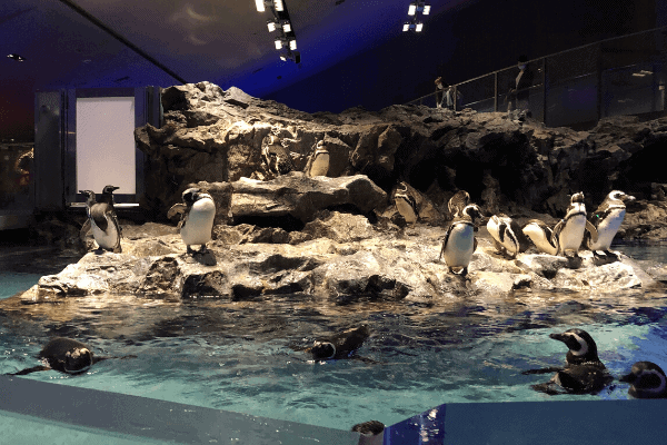 すみだ水族館のペンギン