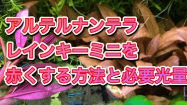 アルテルナンテラレインキーミニ アクアリウムを楽しもう