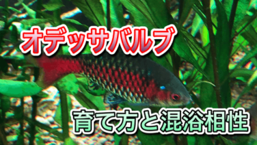 生体 熱帯魚 アクアリウムを楽しもう パート 7