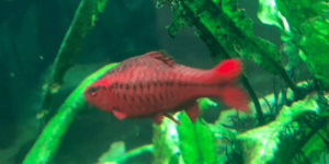 赤い熱帯魚おすすめ13選 水槽に映える品種はこれだ アクアリウムを楽しもう