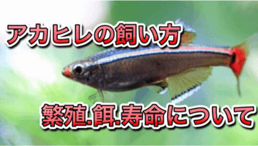 生体 熱帯魚 アクアリウムを楽しもう パート 7