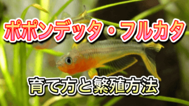 生体 熱帯魚 アクアリウムを楽しもう パート 7