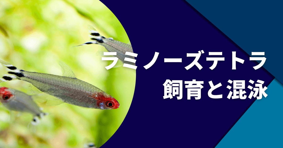 ラミノーズテトラの飼育 混泳 寿命など 赤くなる方法も紹介 アクアリウムを楽しもう