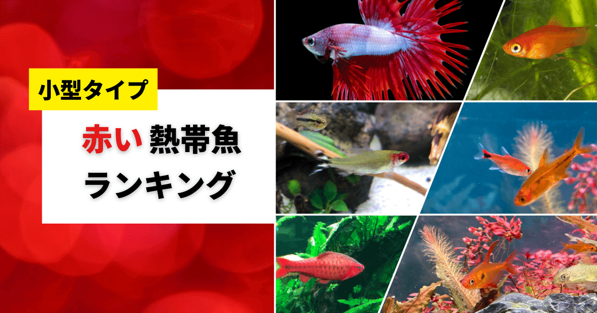 赤い熱帯魚おすすめ14選！水槽に映える小型品種を紹介 | アクアリウムを楽しもう