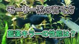 アヌビアスナナの開花は水温次第 プチの違いと上手な育て方 アクアリウムを楽しもう