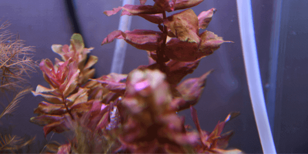 赤い水草の種類は何がある レイアウトにおすすめの赤い水草10選 アクアリウムを楽しもう