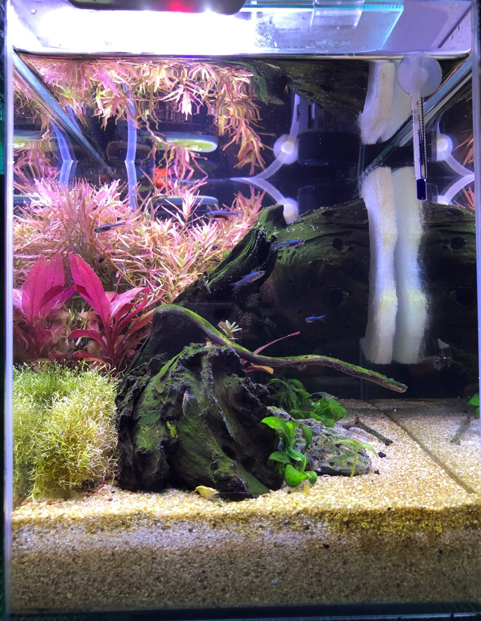 30cm水槽レイアウト アクアリウムを楽しもう