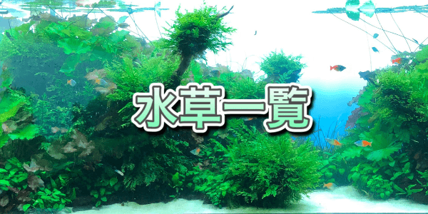水草一覧 アクアリウムを楽しもう
