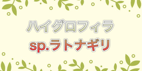 ハイグロフィラsp ラトナギリの育成や活着方法 ピンナティフィダの違いは アクアリウムを楽しもう