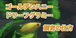 アナカリス オオカナダモ の茶色く枯れない育て方 植え方やレイアウト トリミングのコツを紹介 アクアリウムを楽しもう