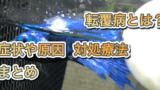 尾ぐされ病は放置で完治は本当 塩浴したらダメな訳や治療薬の使い方を紹介 アクアリウムを楽しもう