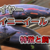ファイヤースパイニーイールの飼育方法