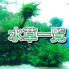水草一覧