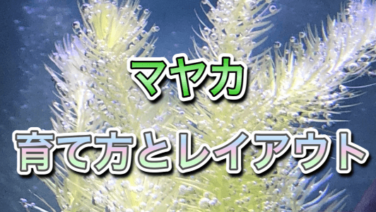 マヤカ アクアリウムを楽しもう