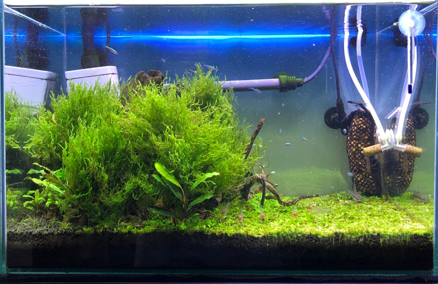 フレイムモスの水槽 アクアリウムを楽しもう