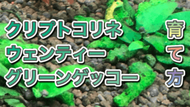 クリプトコリネウェンテーグリーンゲッコー アクアリウムを楽しもう