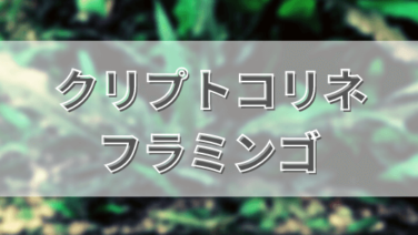 クリプトコリネアクセルロディ アクアリウムを楽しもう