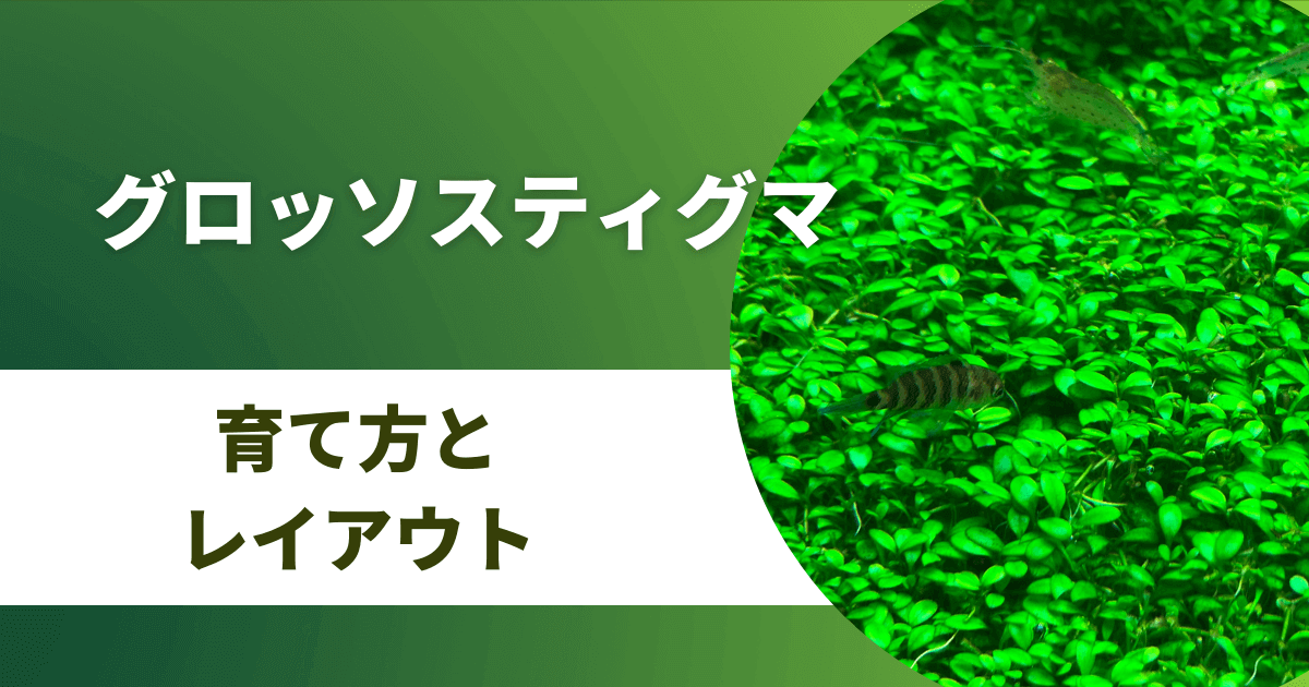 グロッソスティグマの上手な育て方 上に伸びる対策と枯れる原因 アクアリウムを楽しもう