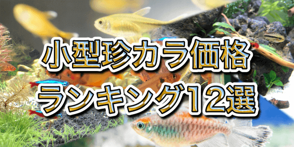 小型珍カラシンのおすすめランキング12選。価格の高い順に並べてみた | アクアリウムを楽しもう